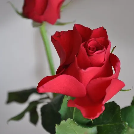 Apartament Dunia 211